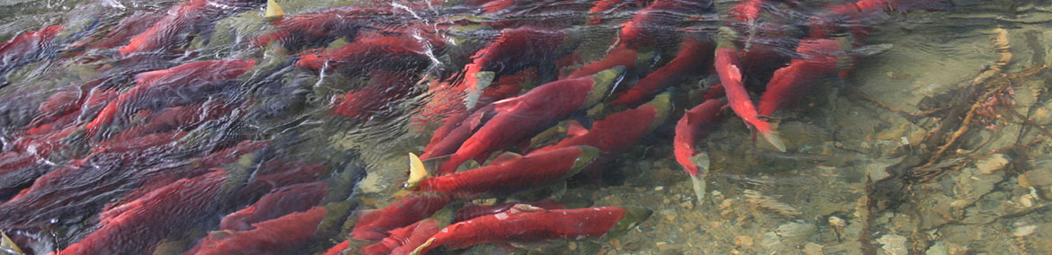 Salmon Swimming in a River
